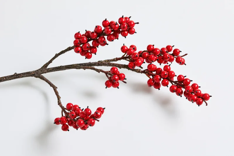A woody branch with clusters of small red berries against a white background