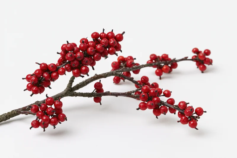 A holly branch with clusters of red berries on a white background
