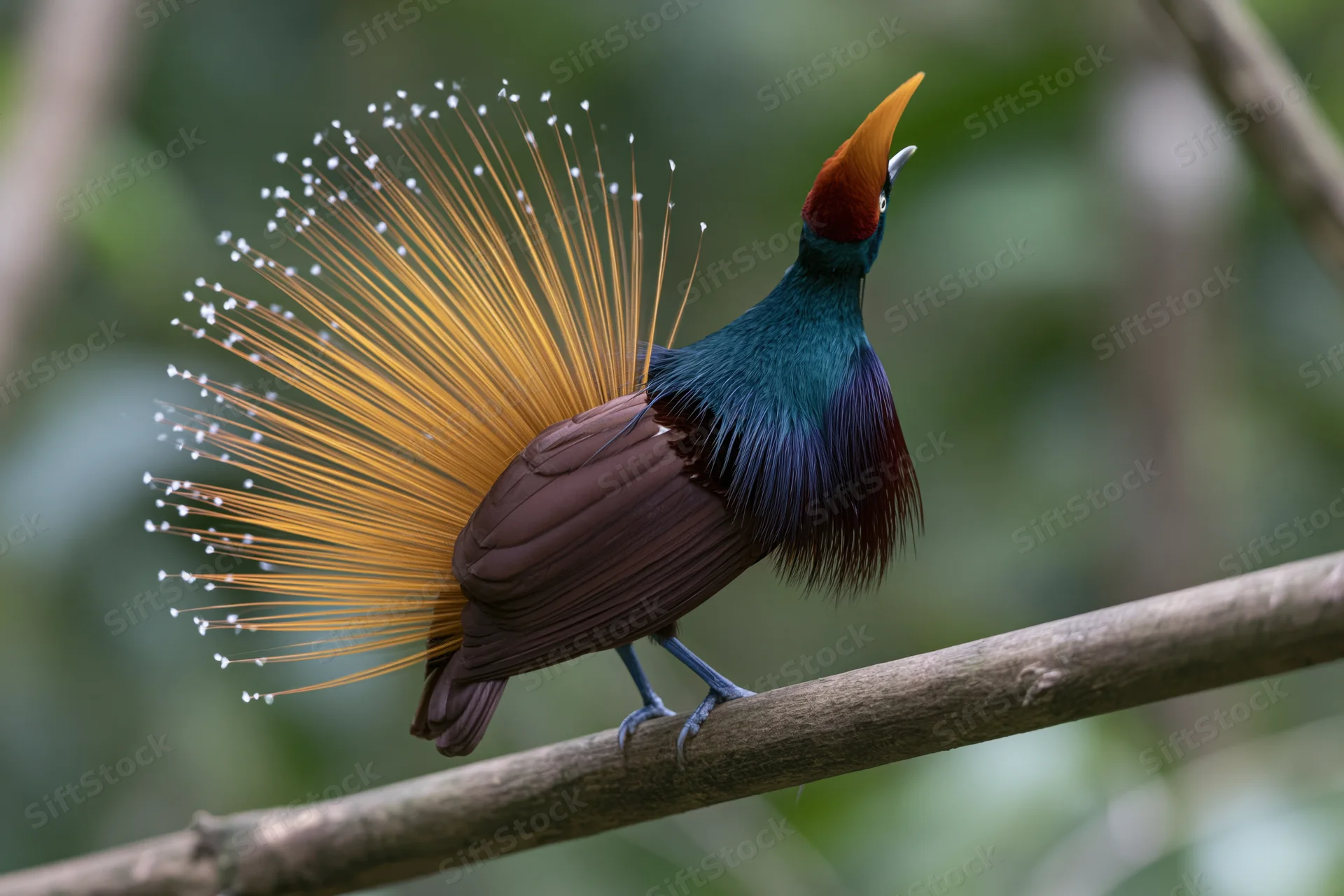 Male bird of paradise displaying plumage on a branch in a forest setting