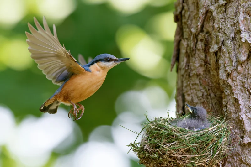 Nuthatch in midflight approaching nest with chick in tree