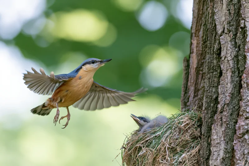 Nuthatch in mid-flight approaching nest with chick in tree