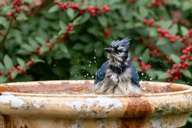 Blue jay splashing in water inside a weathered ceramic birdbath surrounded by green foliage and red berries