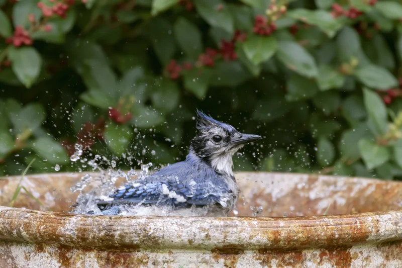 Blue jay splashing in water inside a weathered ceramic birdbath surrounded by green foliage and red berries