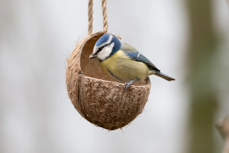 Blue tit perched on edge of halved coconut shell bird feeder hanging outdoors