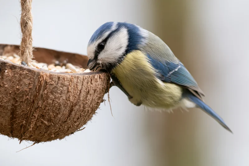 Blue tit perched on coconut shell bird feeder eating seeds outdoors