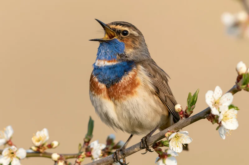 Bluethroat bird singing with beak open perched on flowering branch