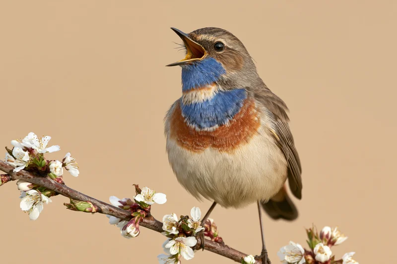 Bluethroat bird singing with beak open perched on a flowering branch