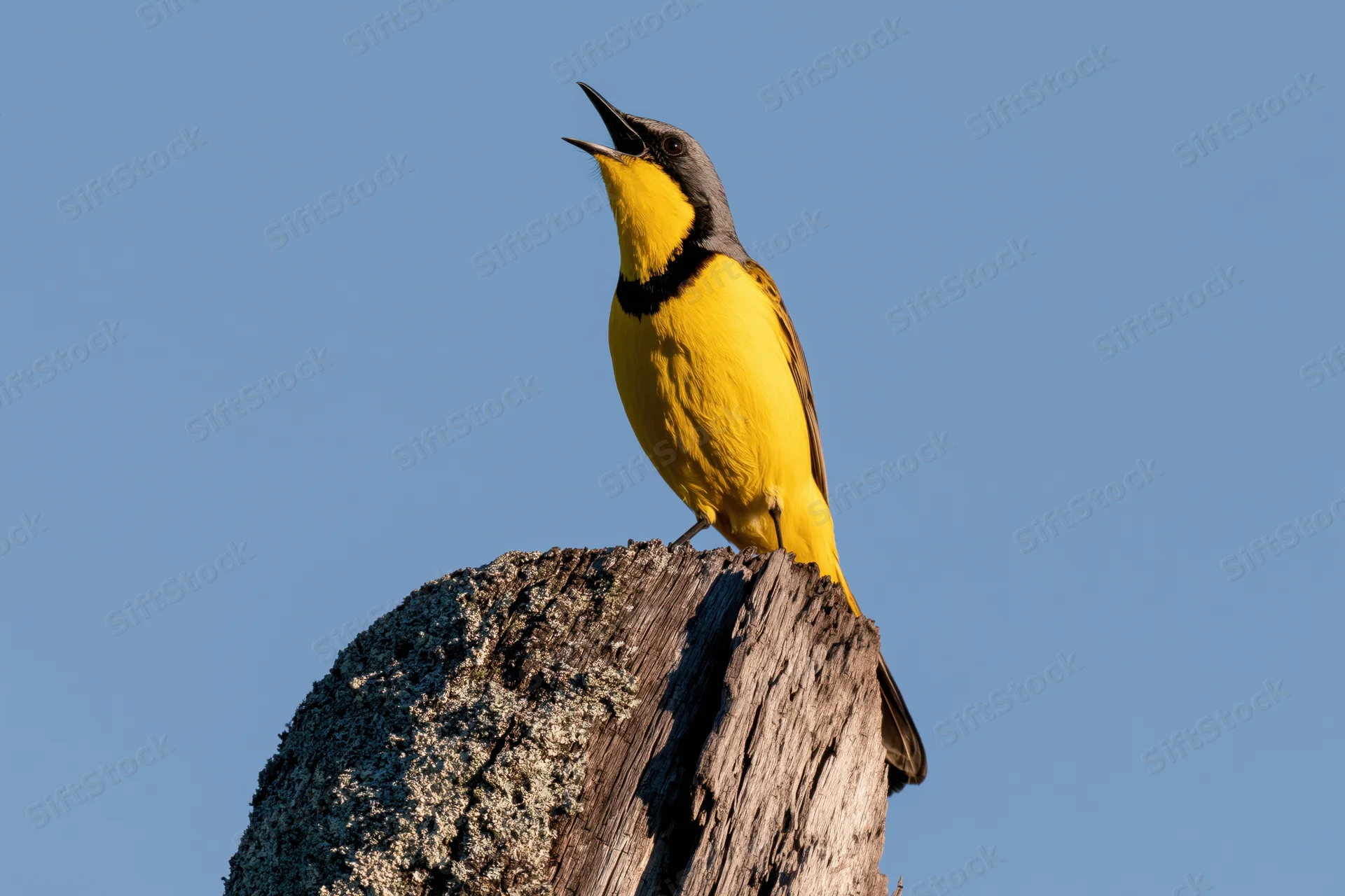 Bokmakierie songbird perched on a weathered tree stump with beak open against a clear blue sky