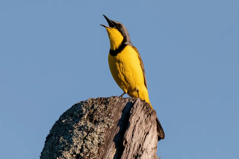 Bokmakierie songbird perched on a weathered tree stump with beak open against a clear blue sky