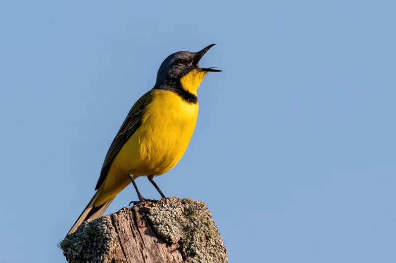 Bokmakierie songbird perched on mossy wooden post with open beak against blue sky