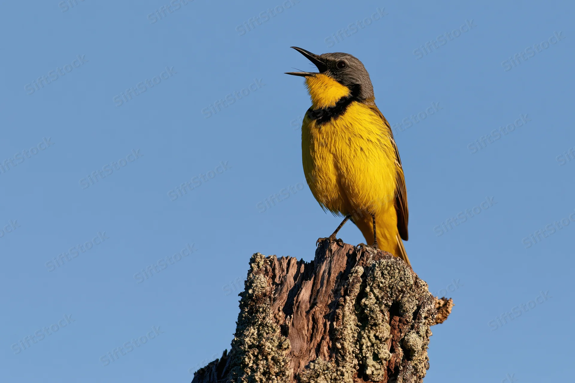 Bokmakierie songbird perched on a lichen-covered tree stump with open beak against blue sky