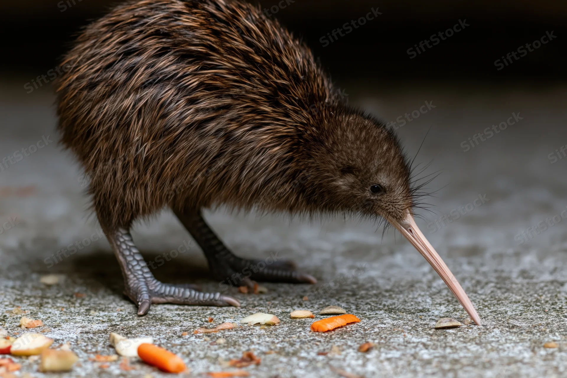 Kiwi bird pecking at food on a concrete floor