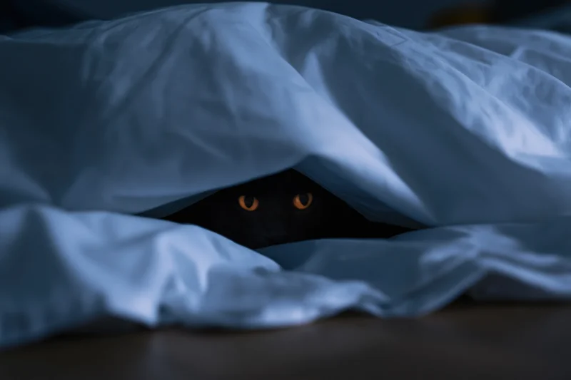 Black cat hiding under white blanket in bed at night, eyes glowing amber in dim light
