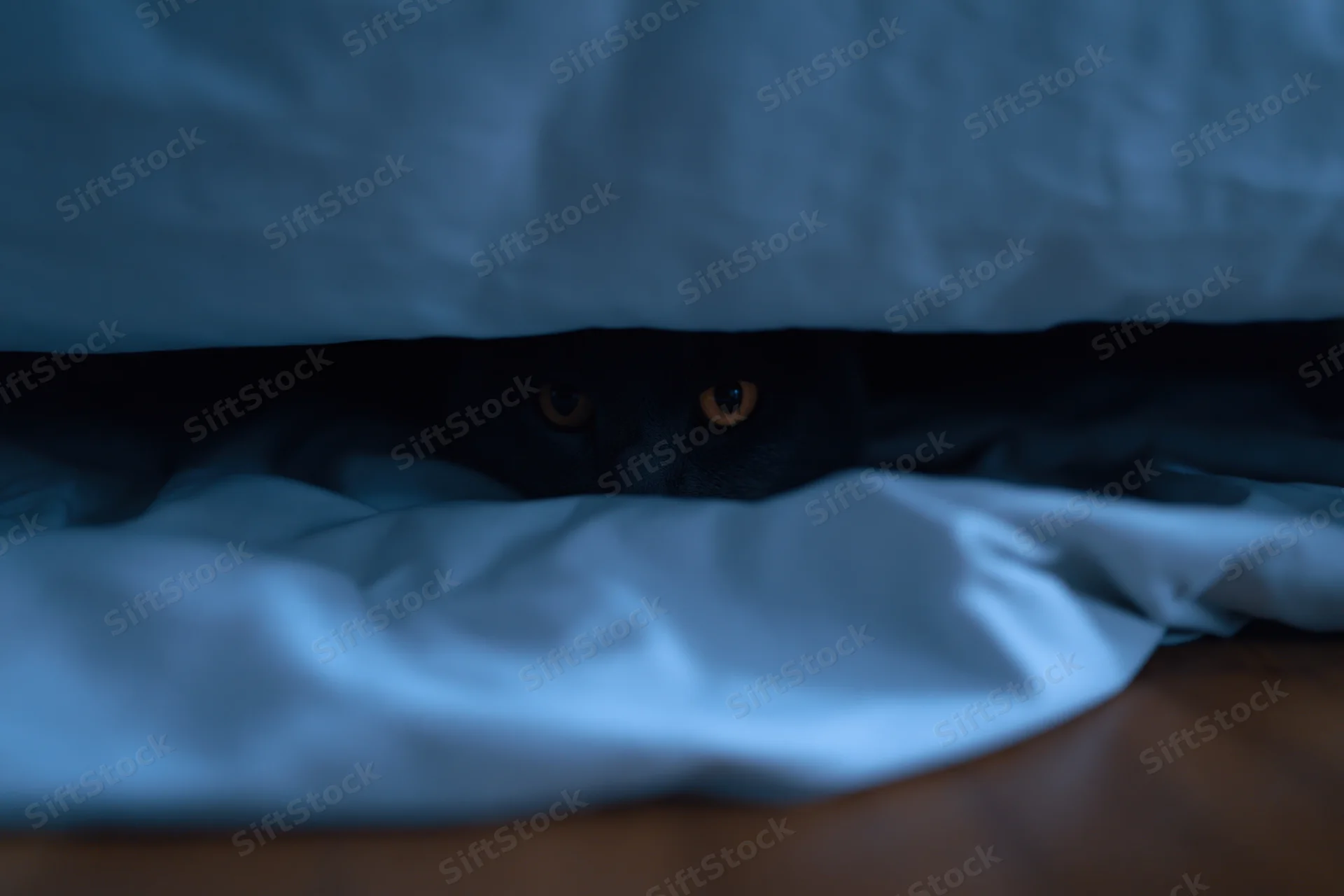 Dark cat peeking from under a blue blanket in a dimly lit bedroom at night