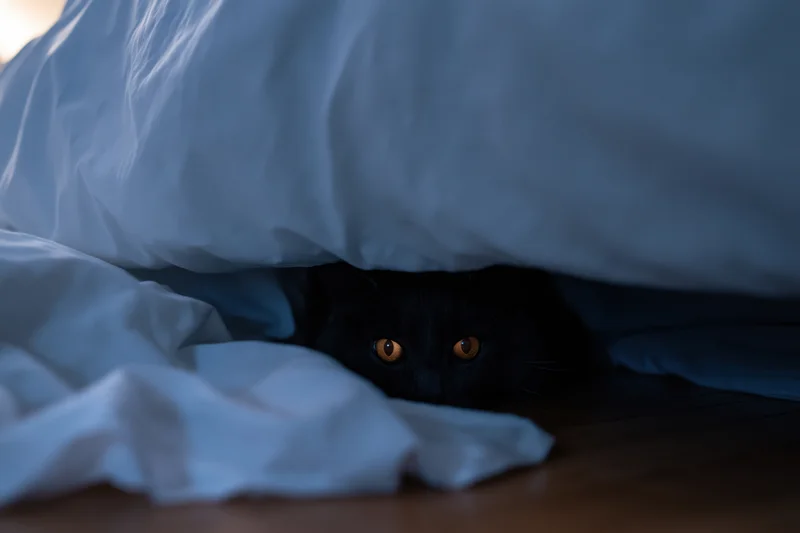 Black cat hiding under bed blanket with glowing amber eyes at night