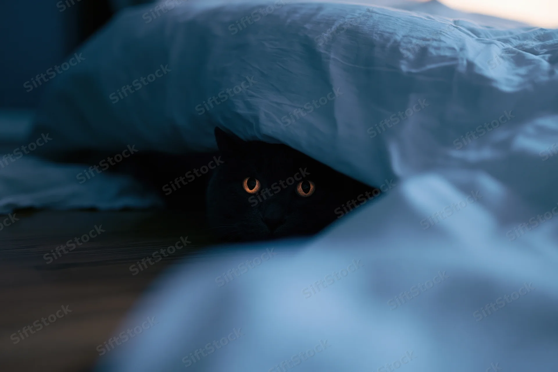 Black cat hiding under blue blanket in bedroom at night, eyes glowing amber in dim light