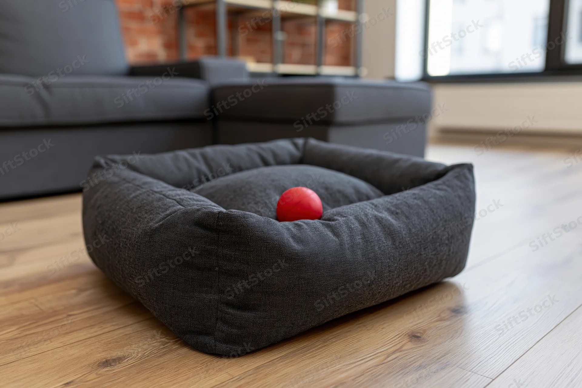 Dark grey fabric pet bed with red ball on light wood laminate floor in modern living room