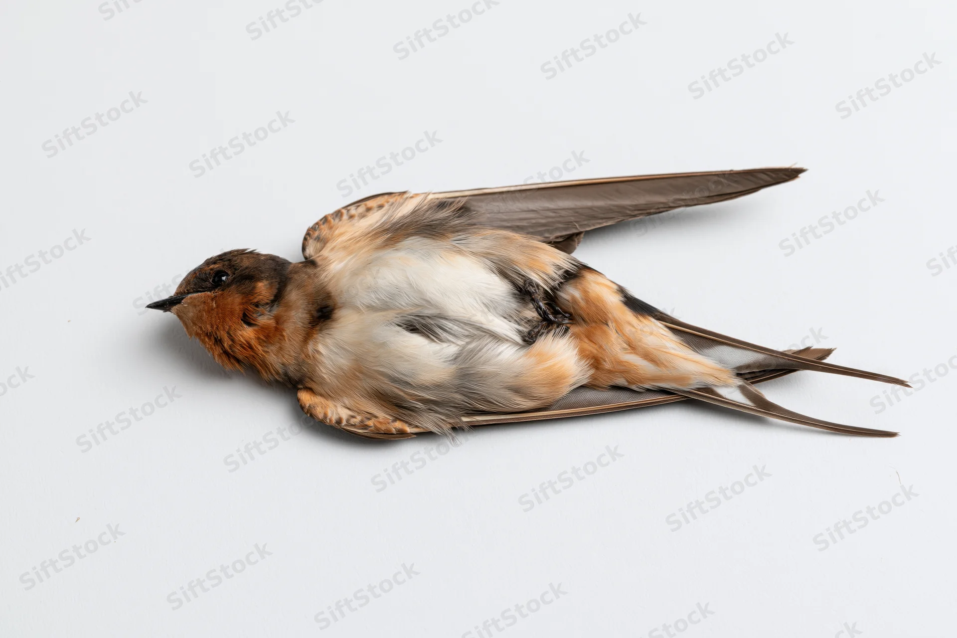 Dead barn swallow lying on its back on a plain white surface