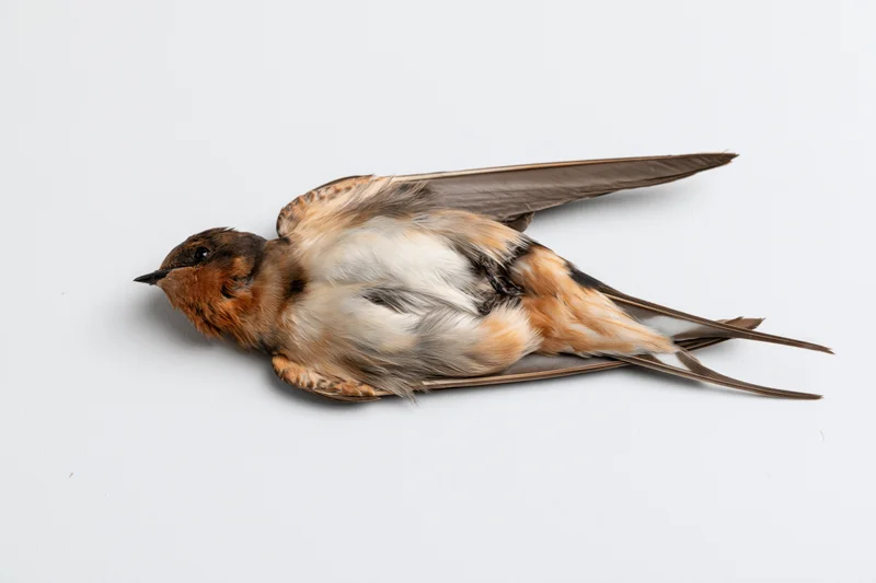 Dead barn swallow lying on its back on a plain white surface