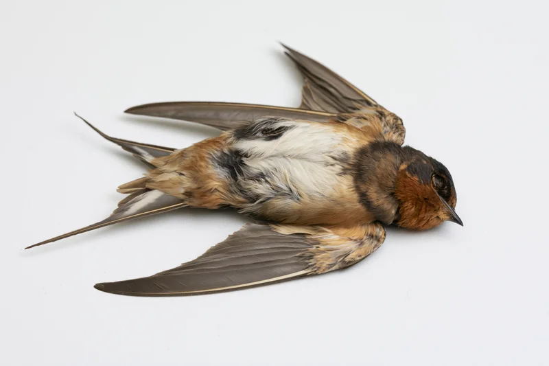 Dead barn swallow lying on its back on a plain white surface