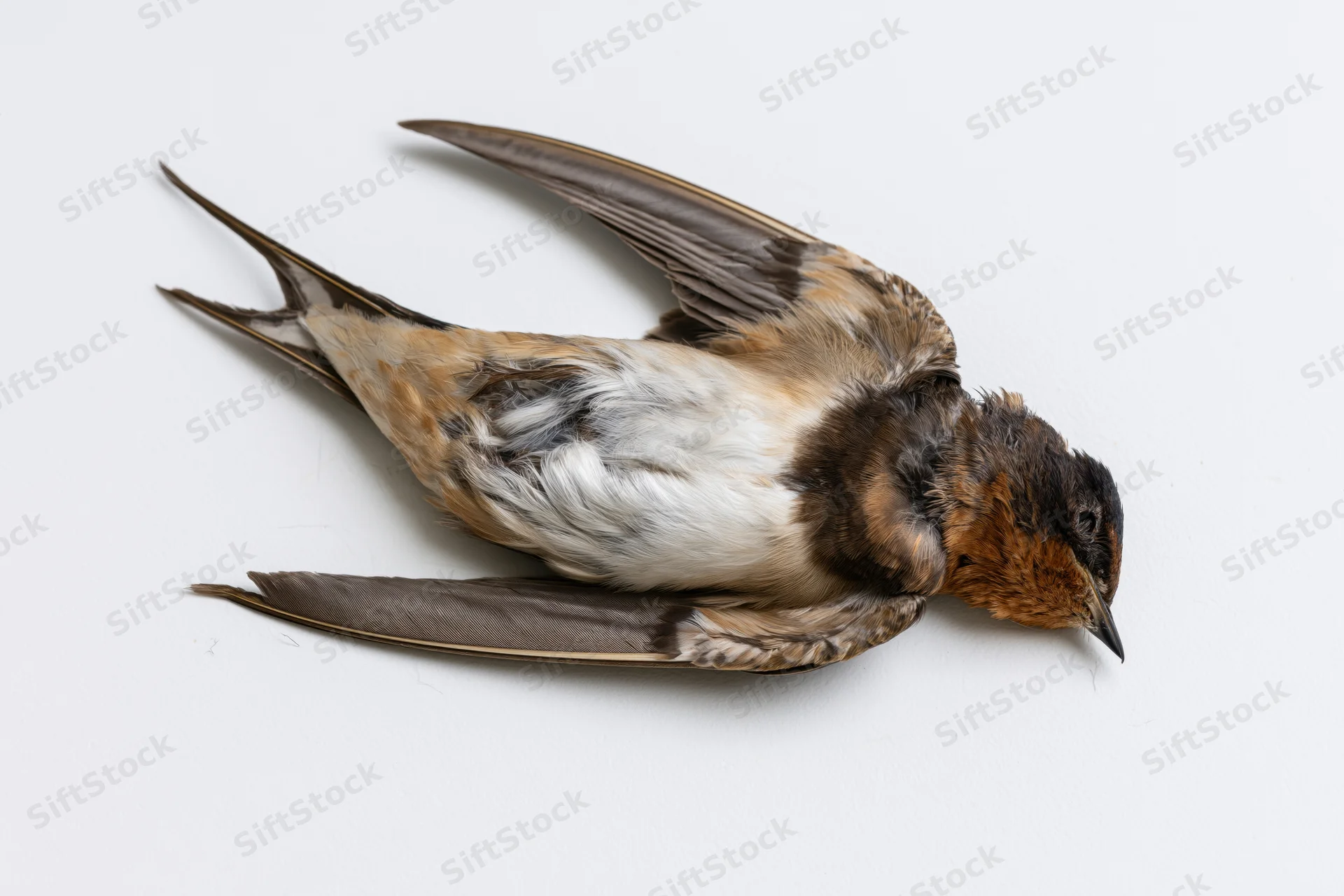 Dead barn swallow lying on its back on a plain white surface