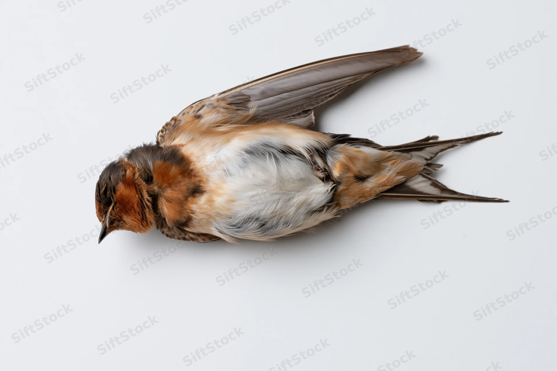 Dead barn swallow lying on its back on a plain white surface
