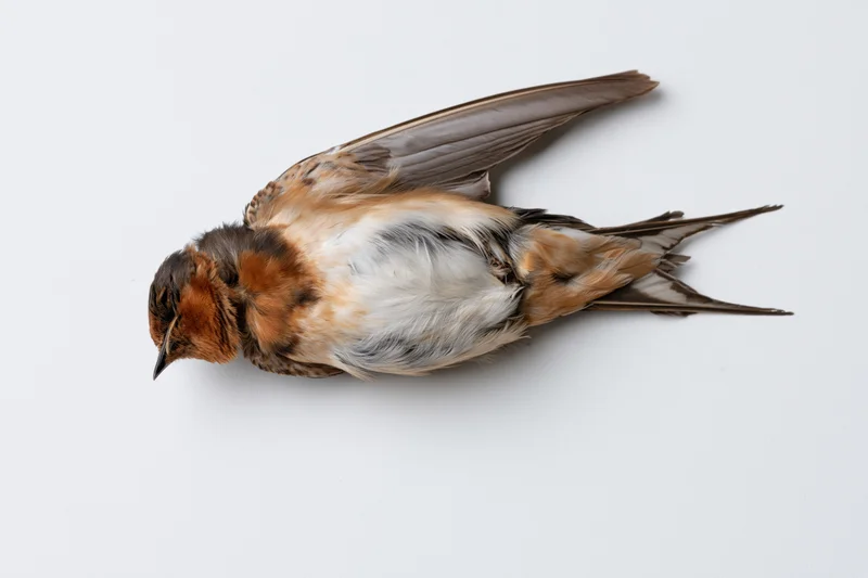 Dead barn swallow lying on its back on a plain white surface