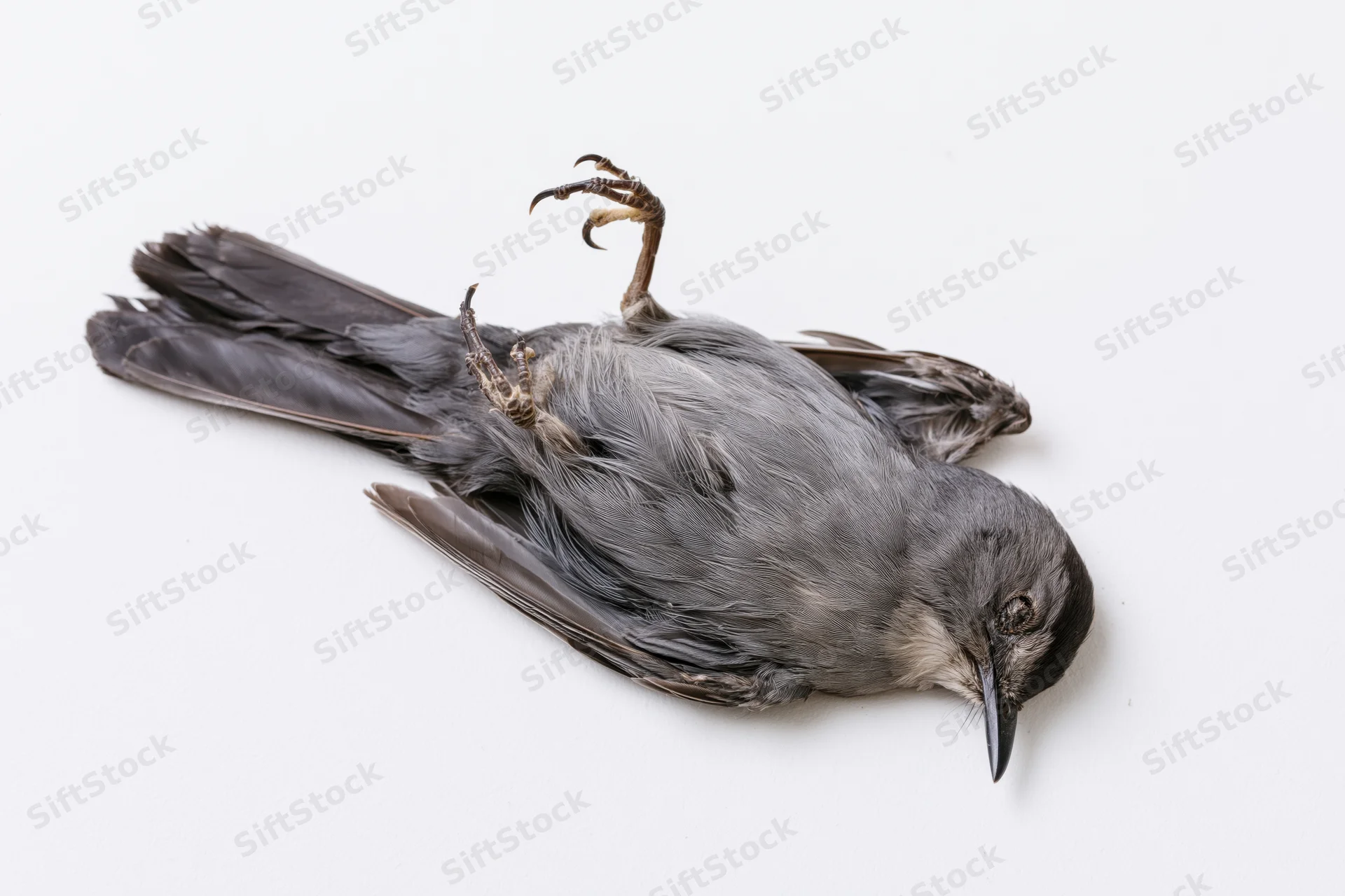 Dead gray catbird lying on its back on a plain white surface