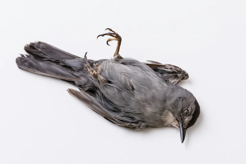 Dead gray catbird lying on its back on a plain white surface