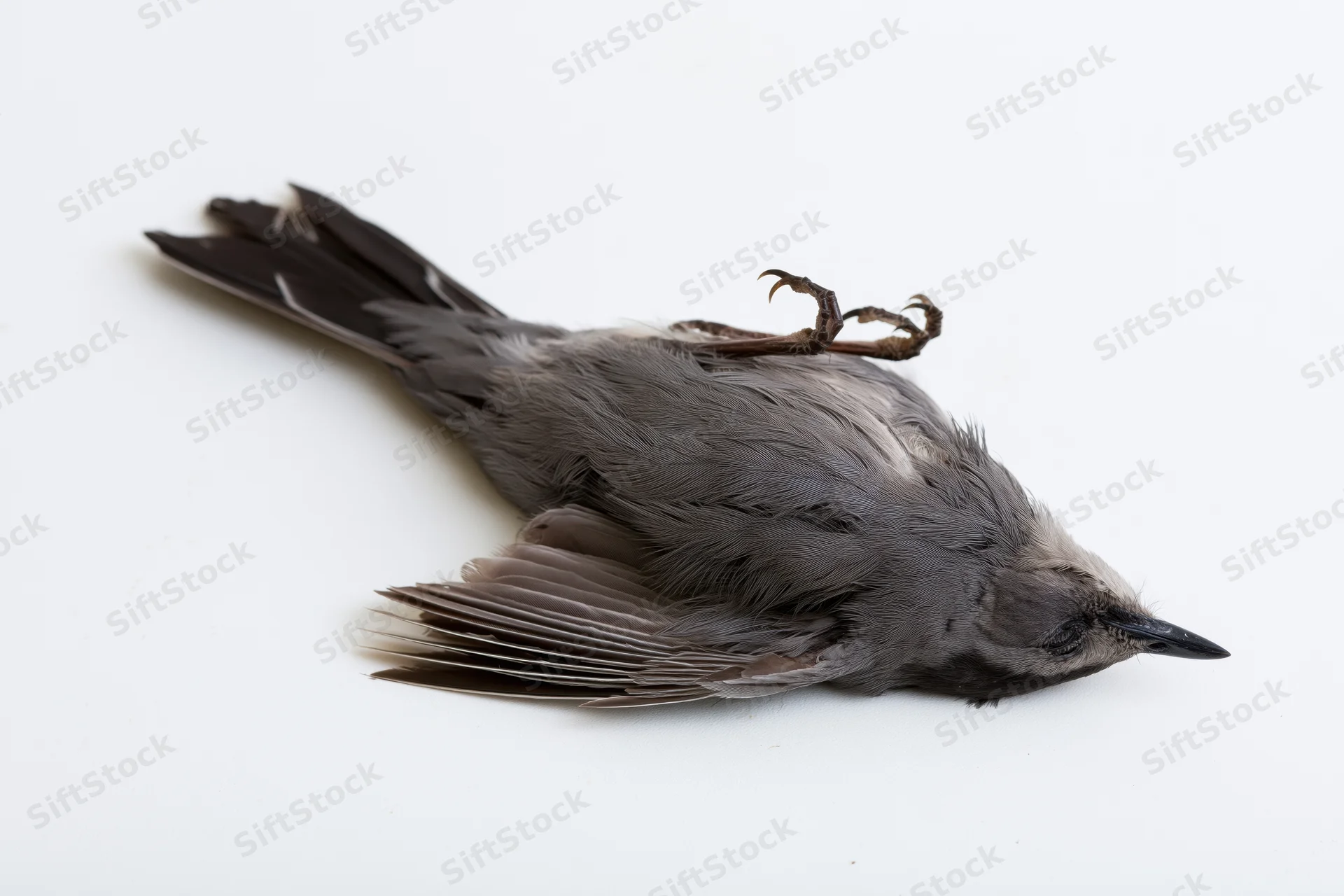 Dead gray catbird lying on its back on a plain white surface