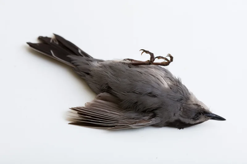 Dead gray catbird lying on its back on a plain white surface