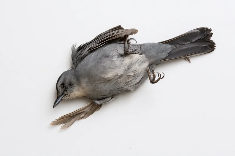 Dead gray catbird lying on its back on a plain white surface