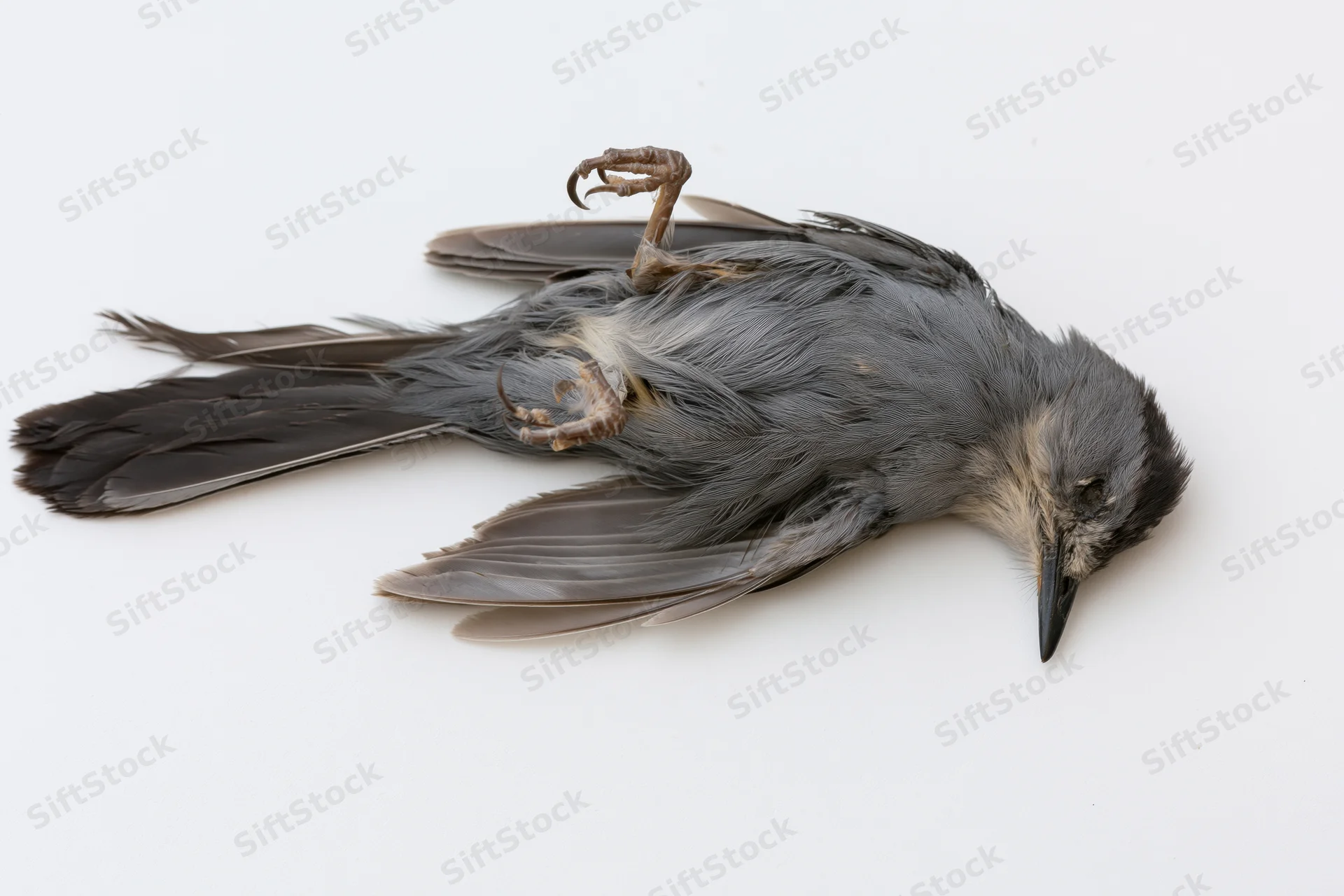 Dead gray catbird lying on its back on a plain white surface