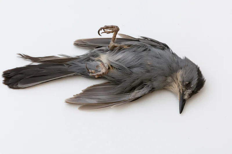 Dead gray catbird lying on its back on a plain white surface