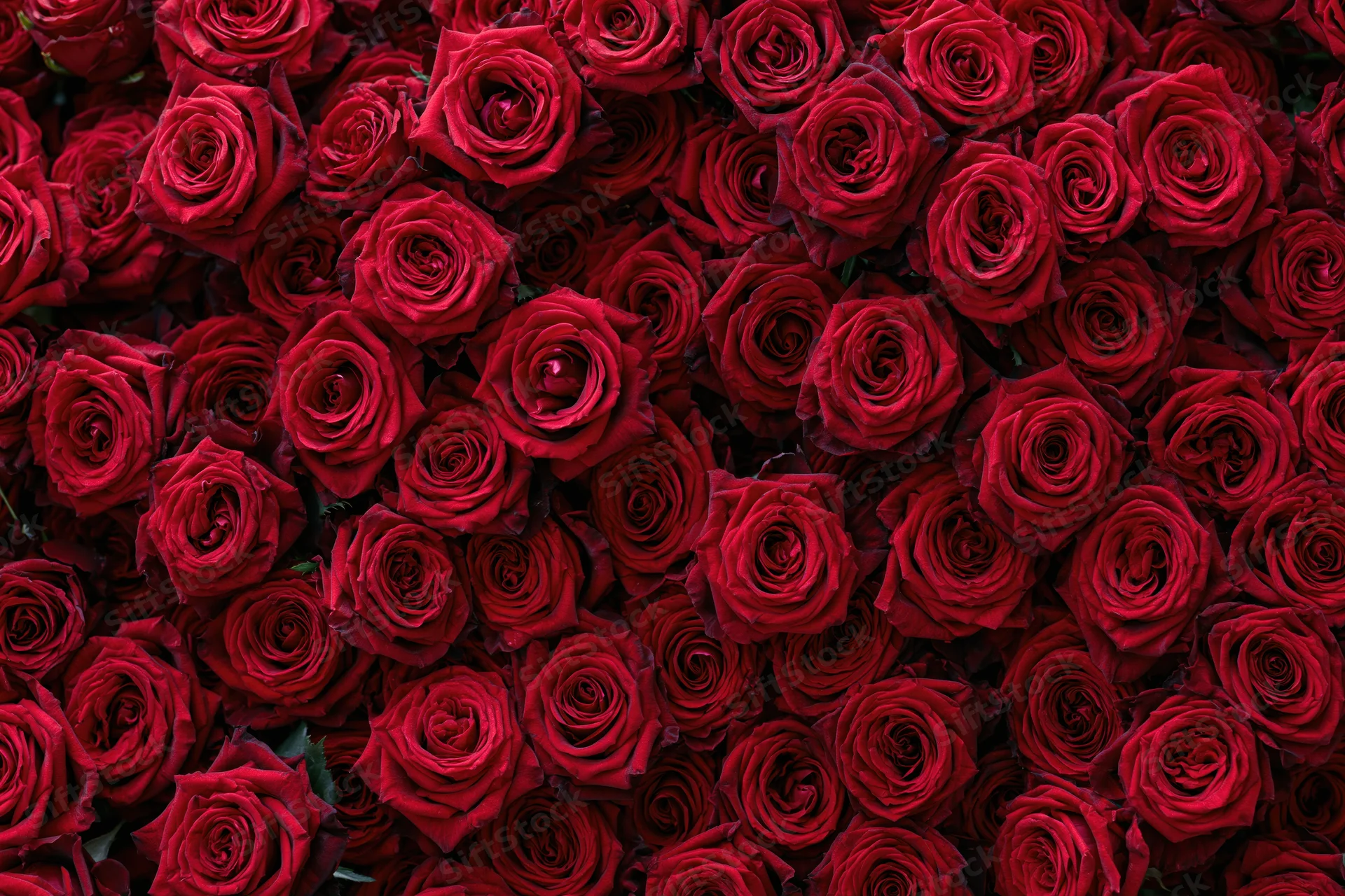 Dense wall of red roses packed tightly together as a floral backdrop