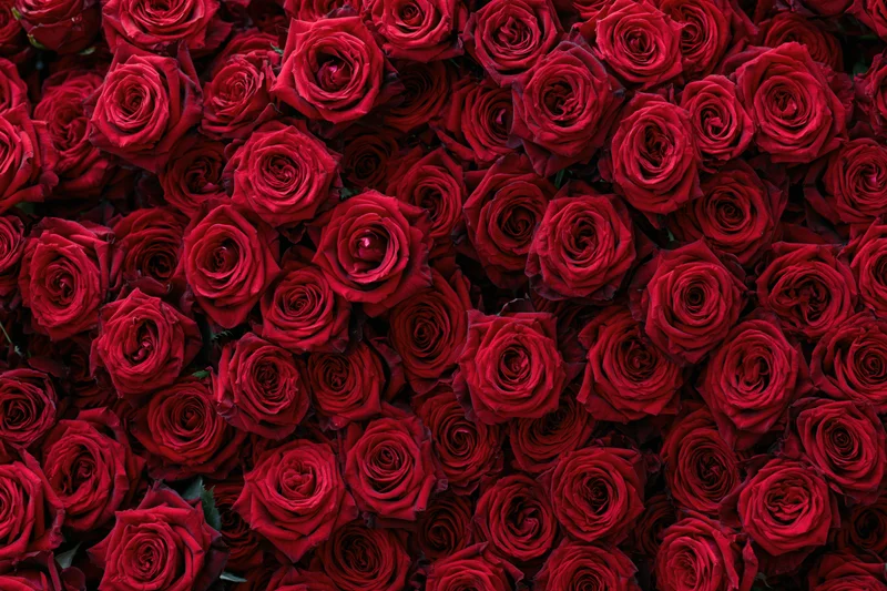Dense wall of red roses packed tightly together as a floral backdrop