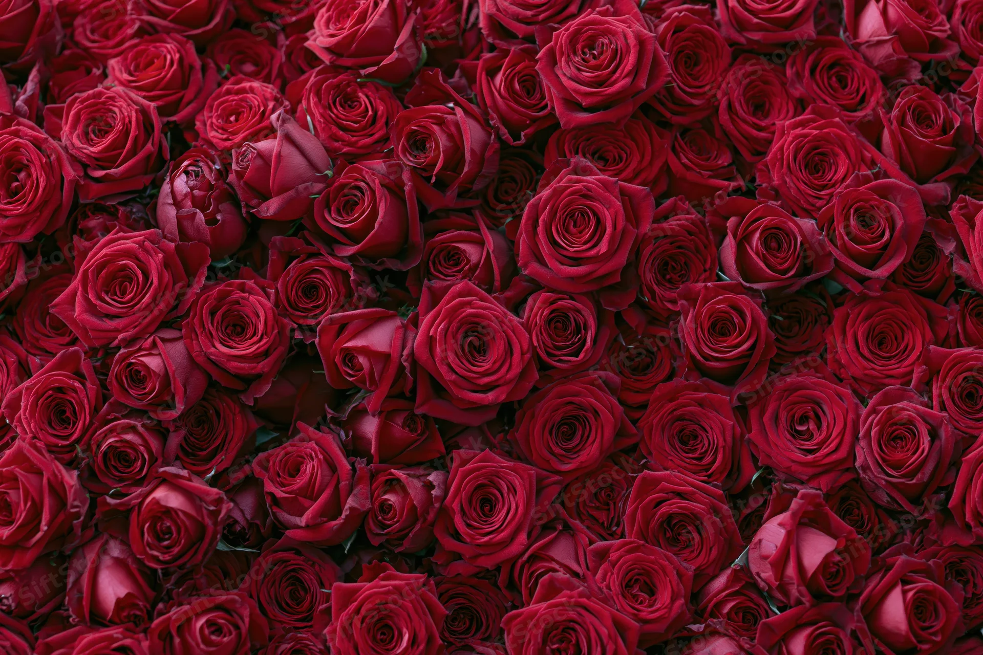 Dense wall of red roses packed tightly together as a floral backdrop