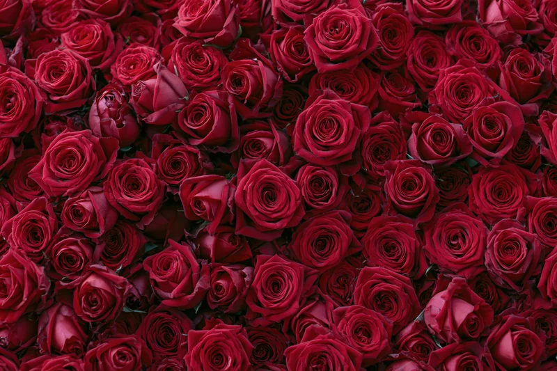 Dense wall of red roses packed tightly together as a floral backdrop