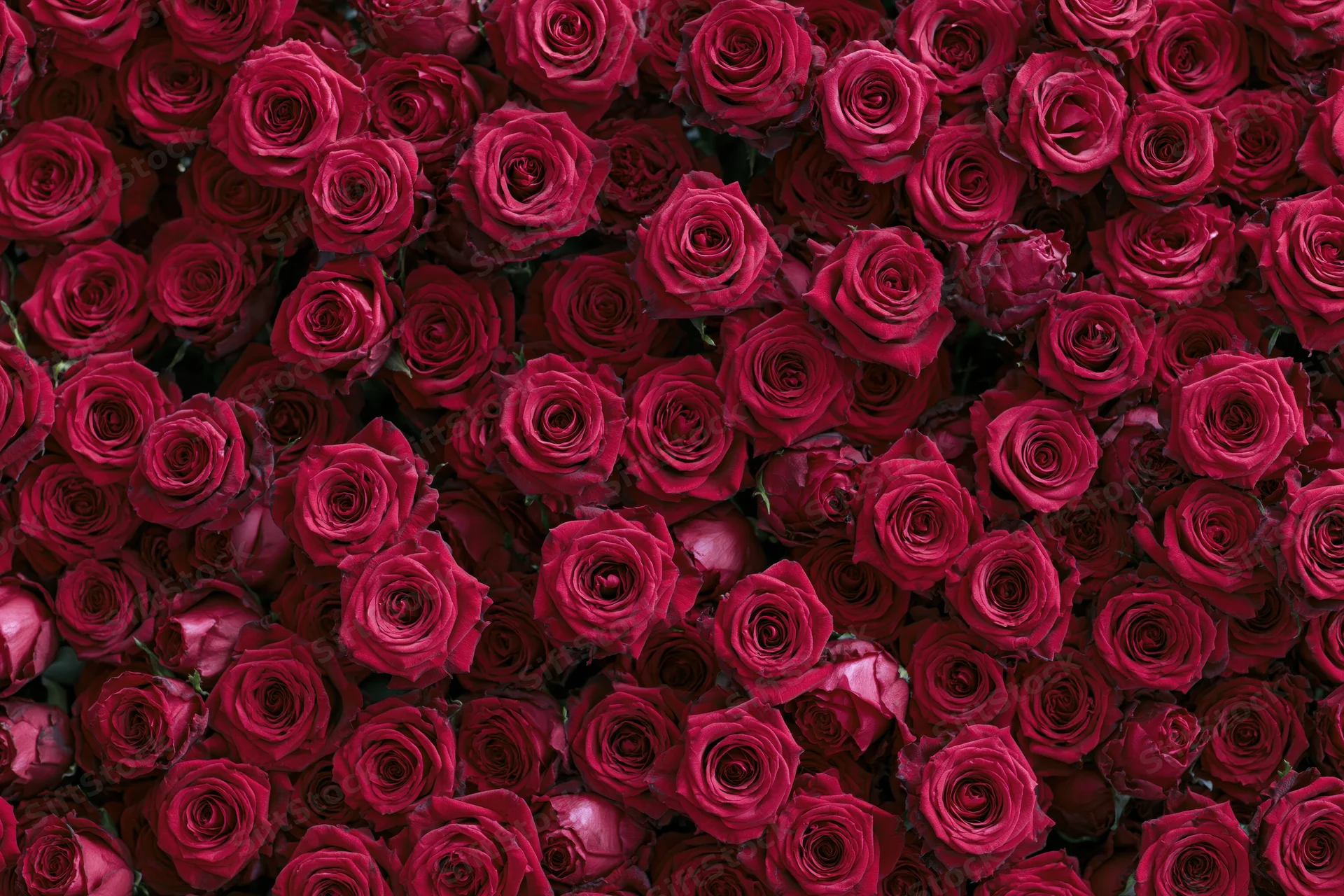 Dense wall of red roses packed tightly together as a floral backdrop