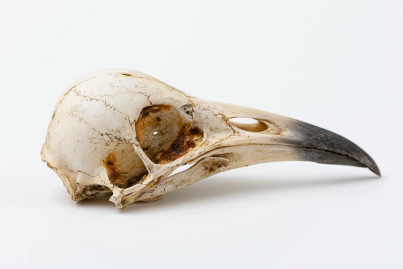 Bird skull with long curved beak on white background