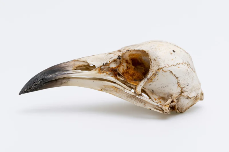 Bird skull with long curved beak on white background