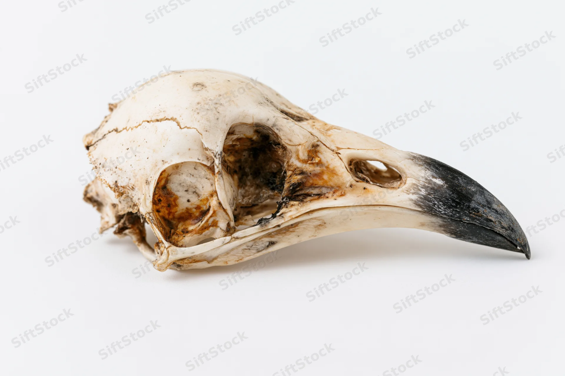 Dried bird skull with long curved beak on white background