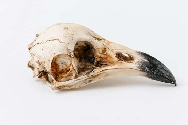 Dried bird skull with long curved beak on white background