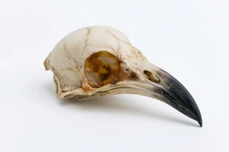 Dried bird skull with long curved beak on white background