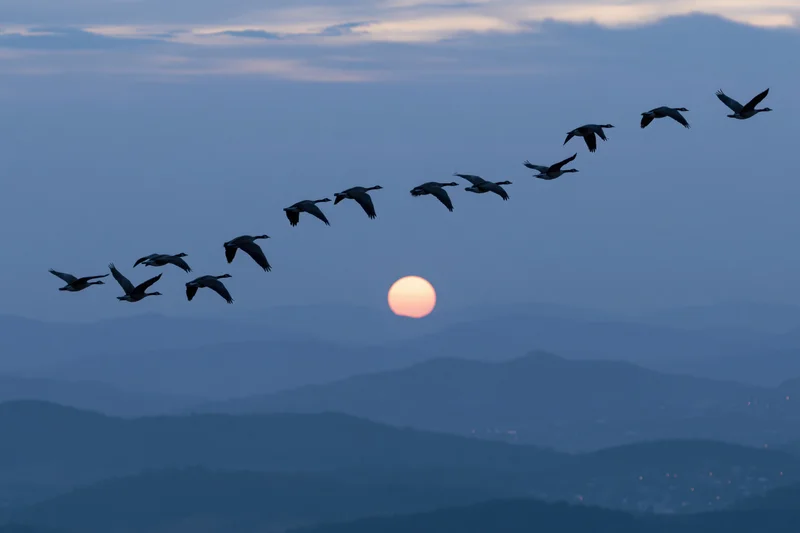 Geese flying in v-formation silhouetted against sunset over layered mountains
