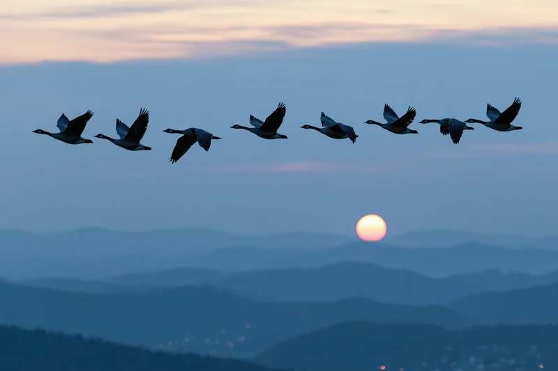 Geese flying in v-formation silhouetted against sunset sky over mountain range