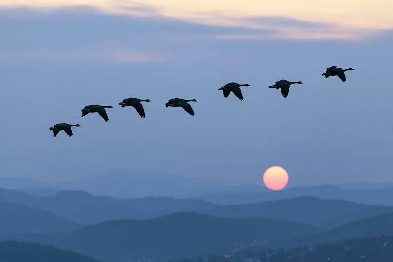 Geese flying in v-formation silhouetted against sunset sky over layered mountains