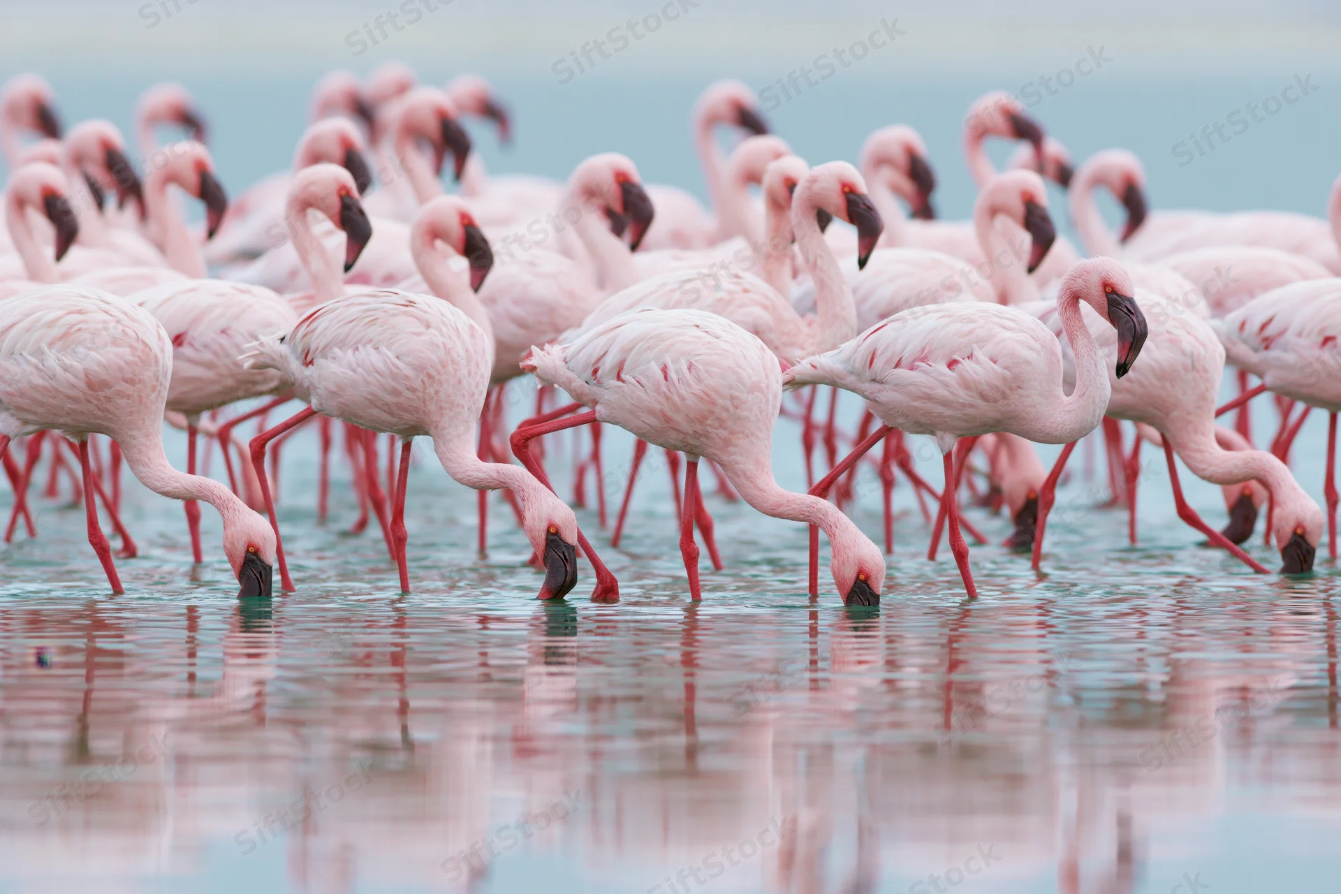 Flock of lesser flamingos wading in shallow salt lake with reflections on water surface
