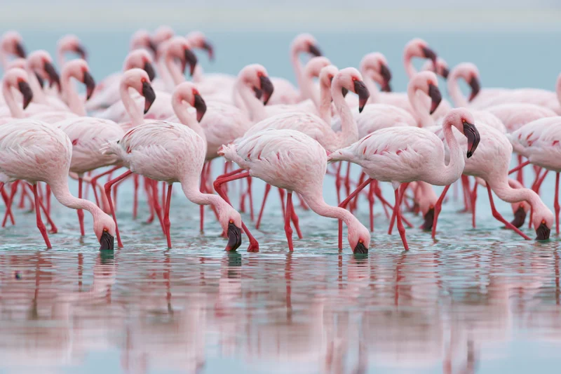 Flock of lesser flamingos wading in shallow salt lake with reflections on water surface