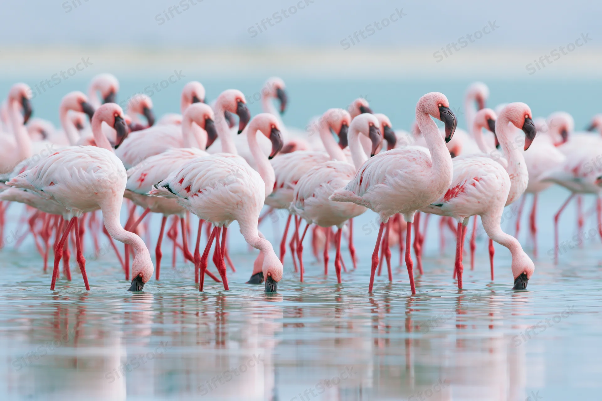 Flock of lesser flamingos wading in shallow salt lake water